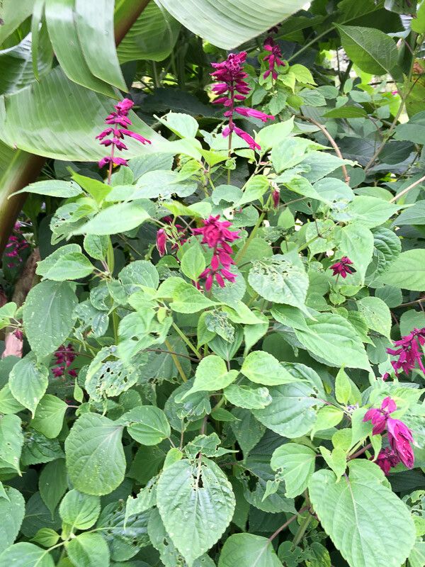 Salvia involucrata leaf
