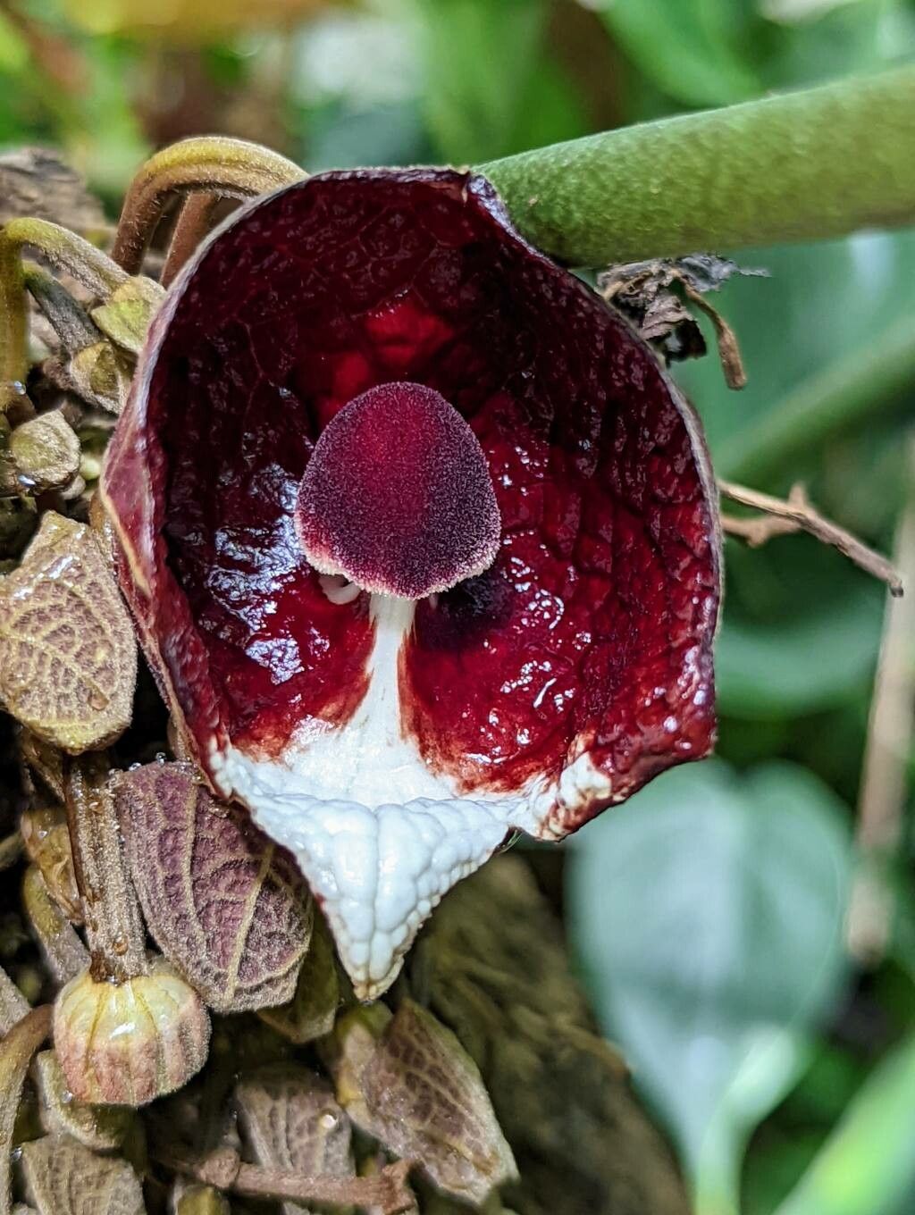 Aristolochia arborea flower