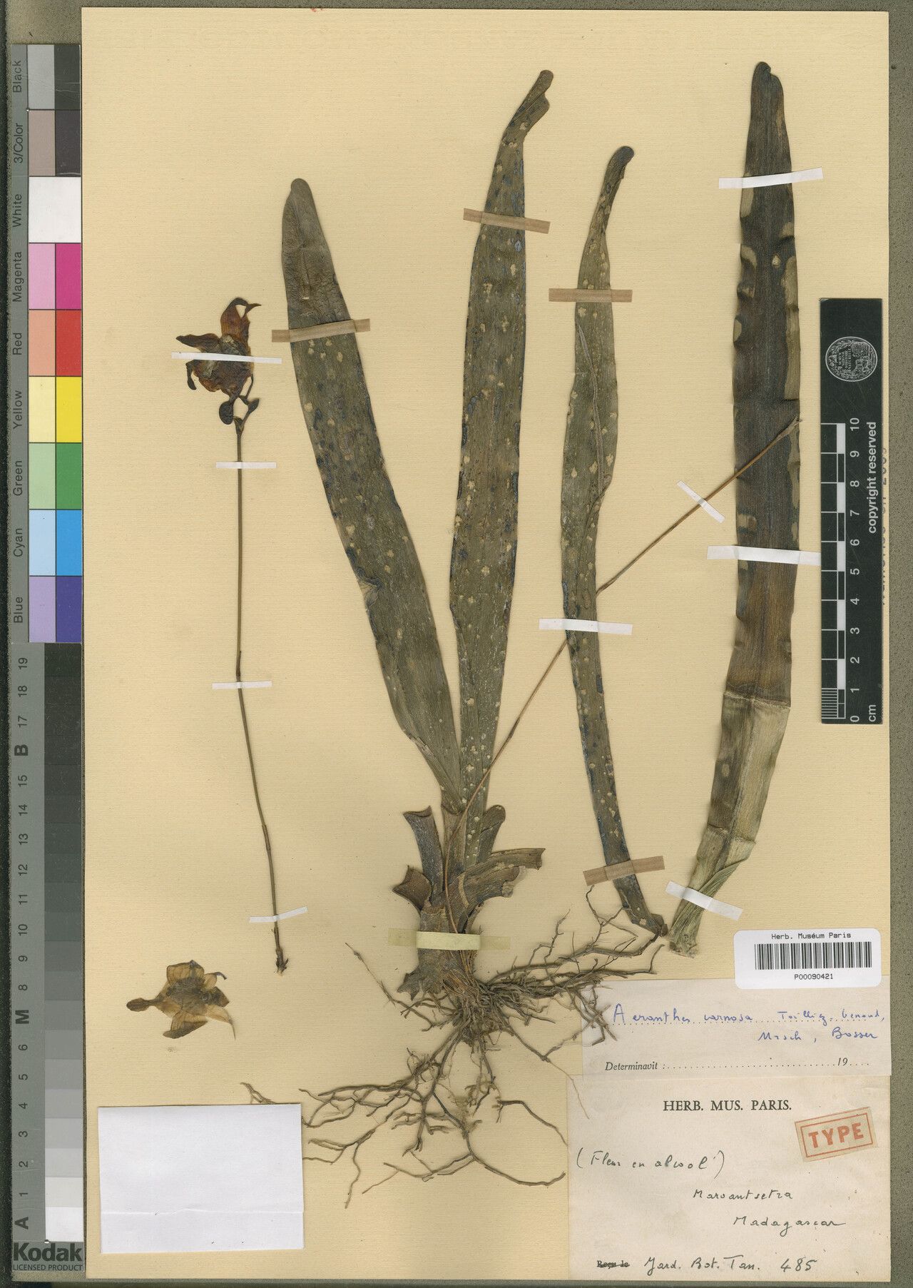 Aeranthes carnosa — houseplant care guide