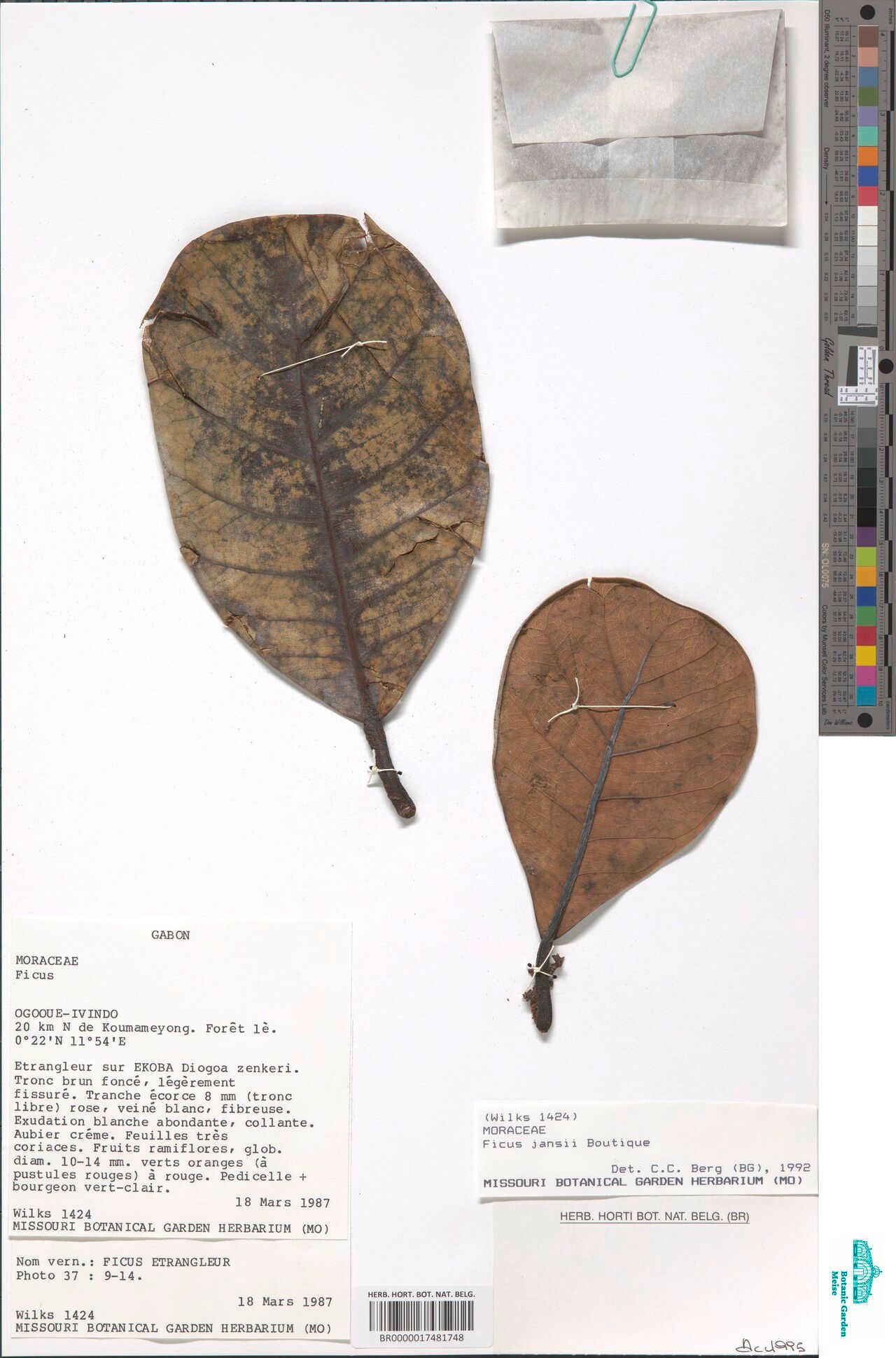 Ficus jansii — houseplant care guide