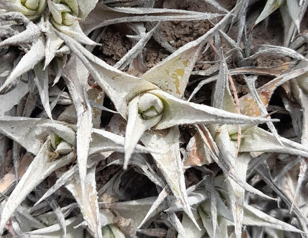 Deuterocohnia abstrusa leaf