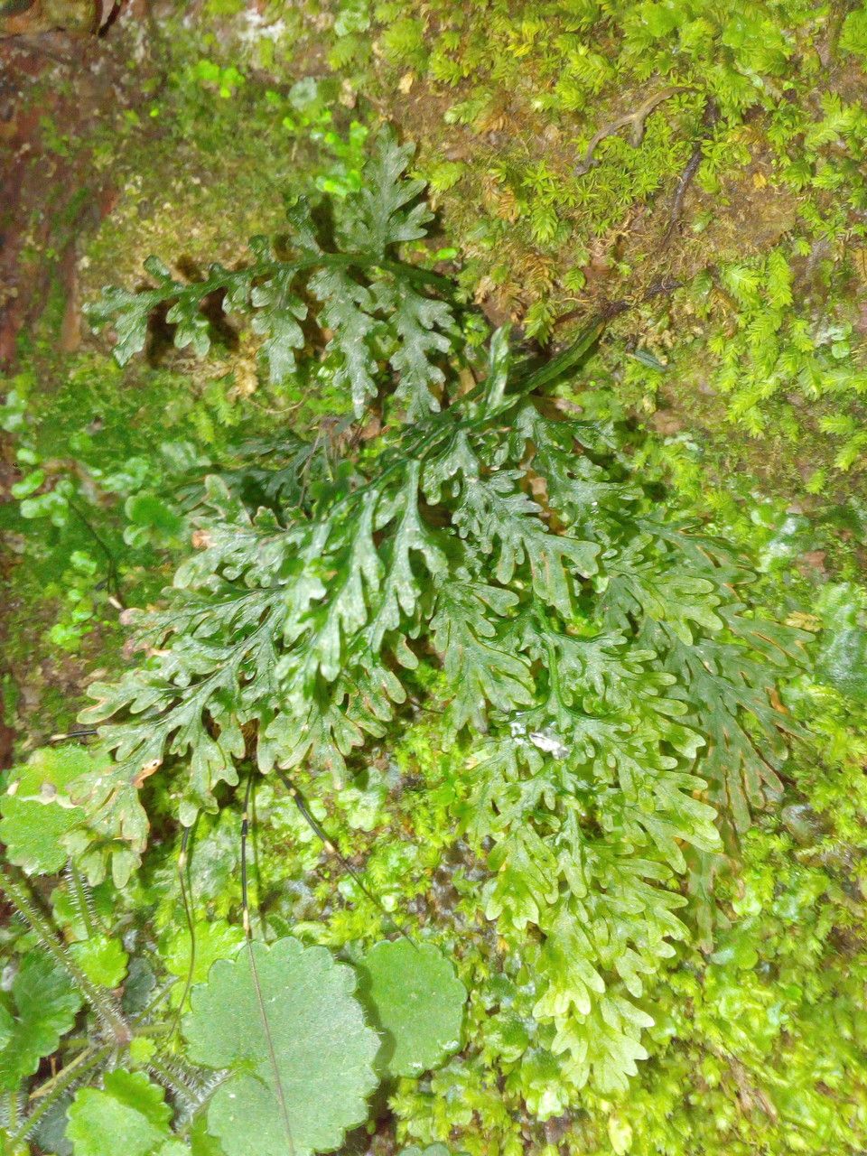 Vandenboschia radicans habit