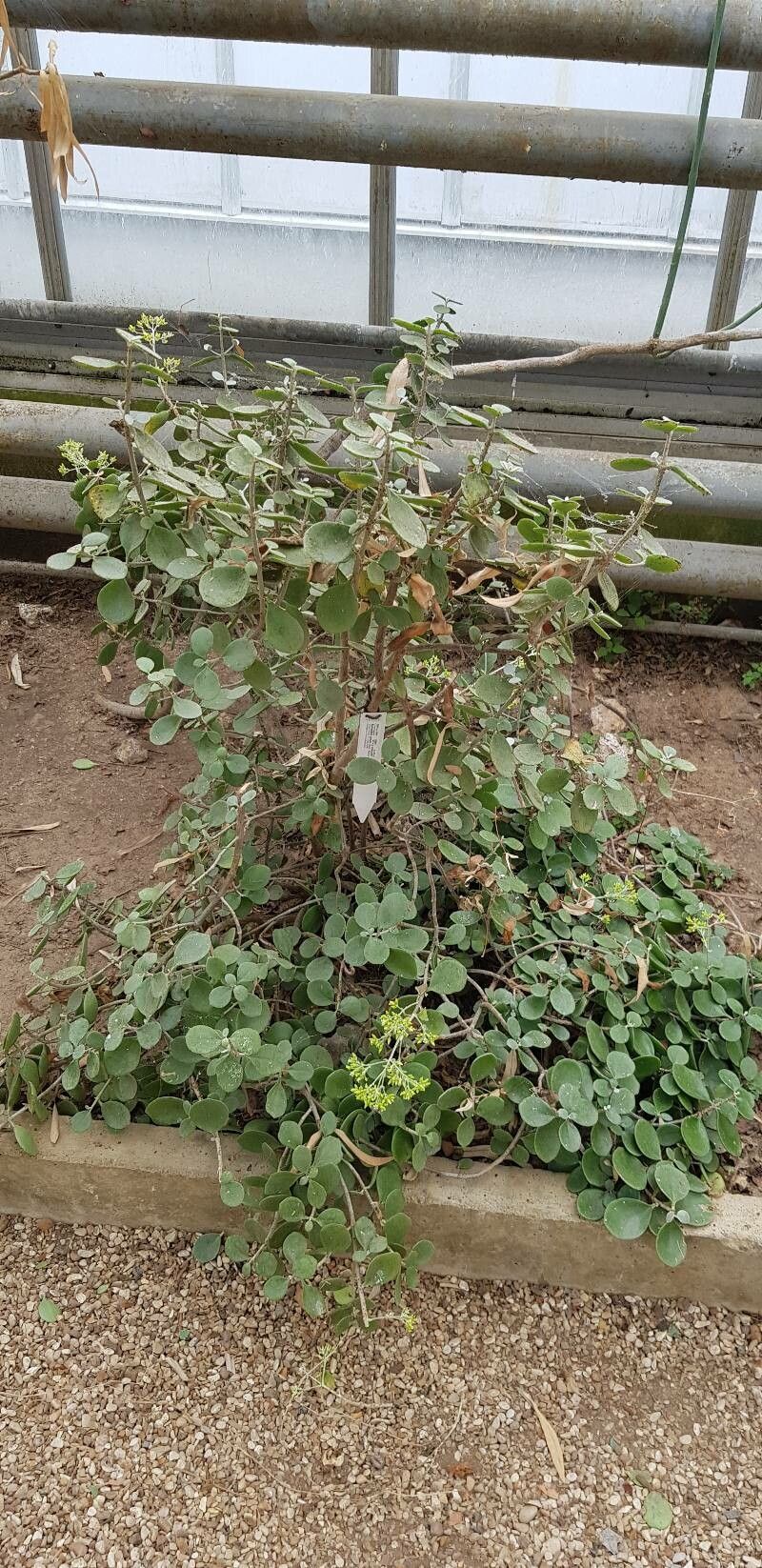 Kalanchoe peltata habit