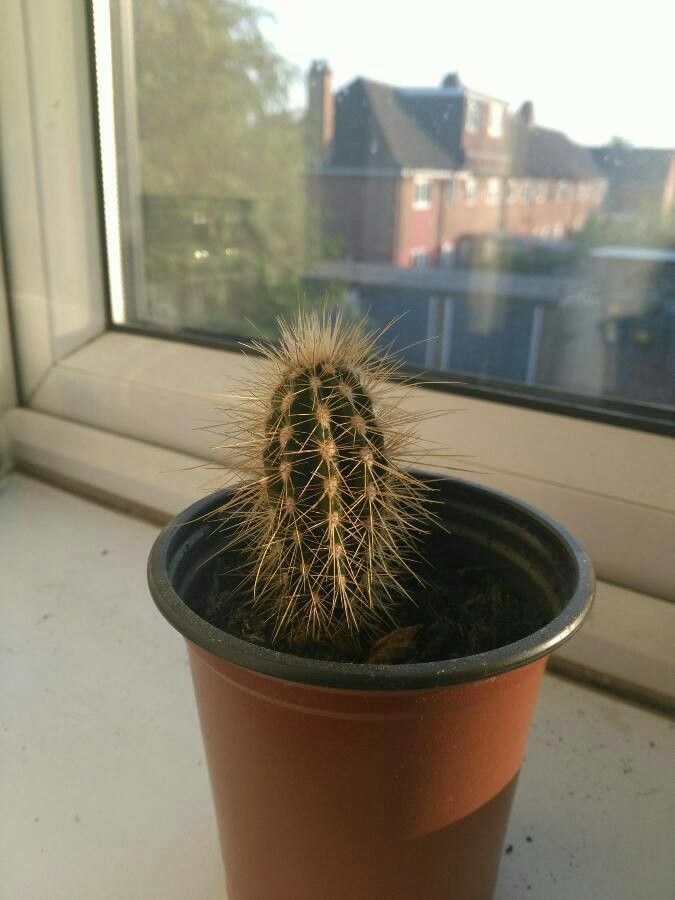 Echinopsis angelesiae habit