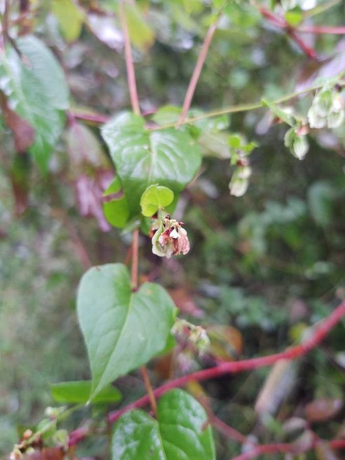 Fallopia scandens — houseplant care guide