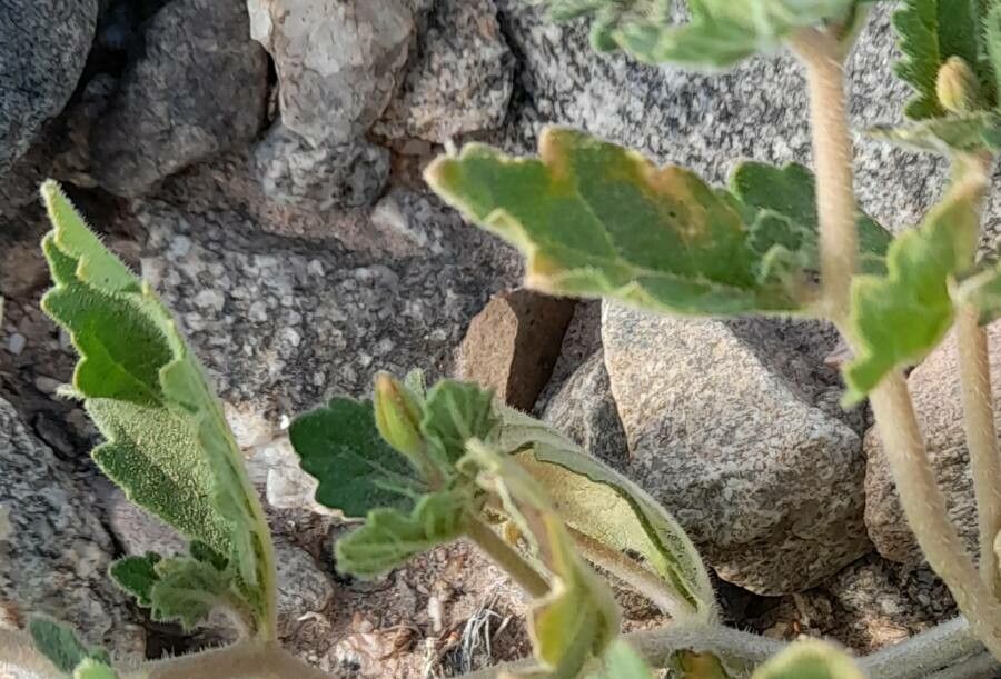Mentzelia parvifolia leaf