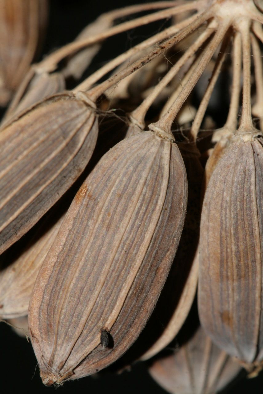 Ferula glauca fruit