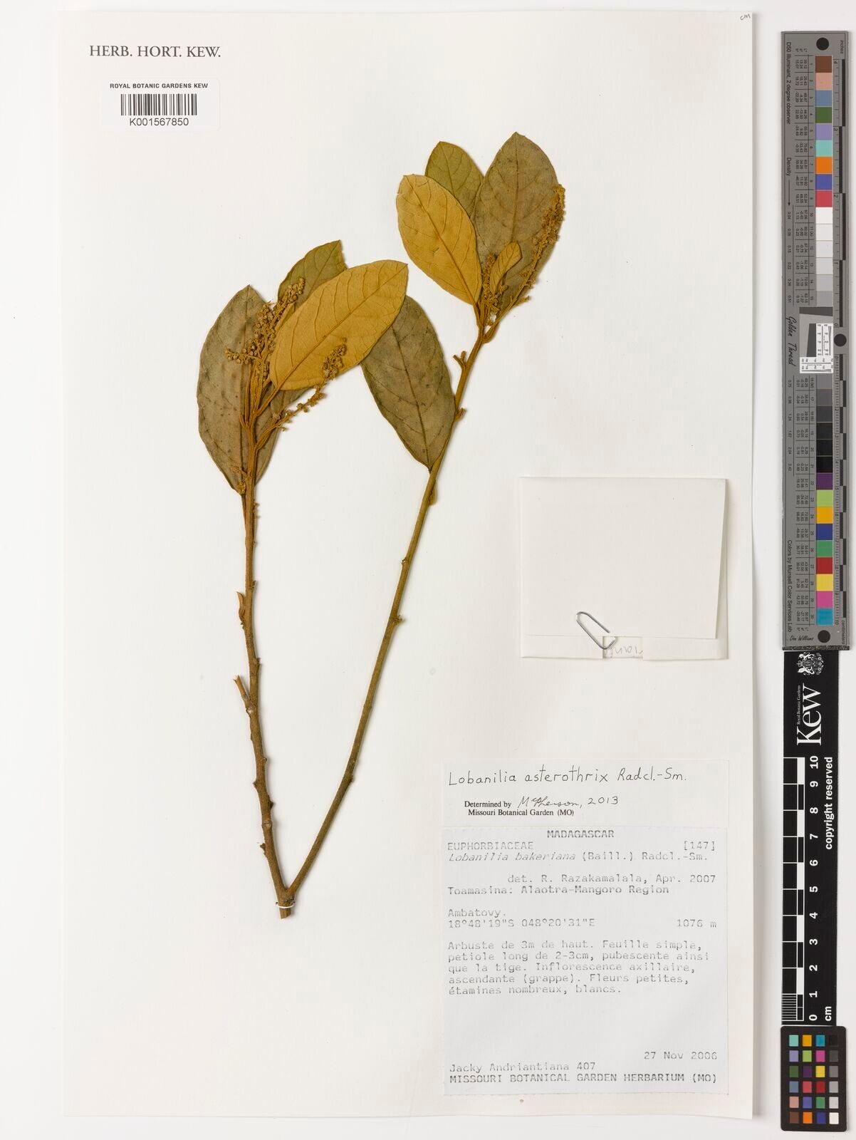 Lobanilia asterothrix — related species from the same genus