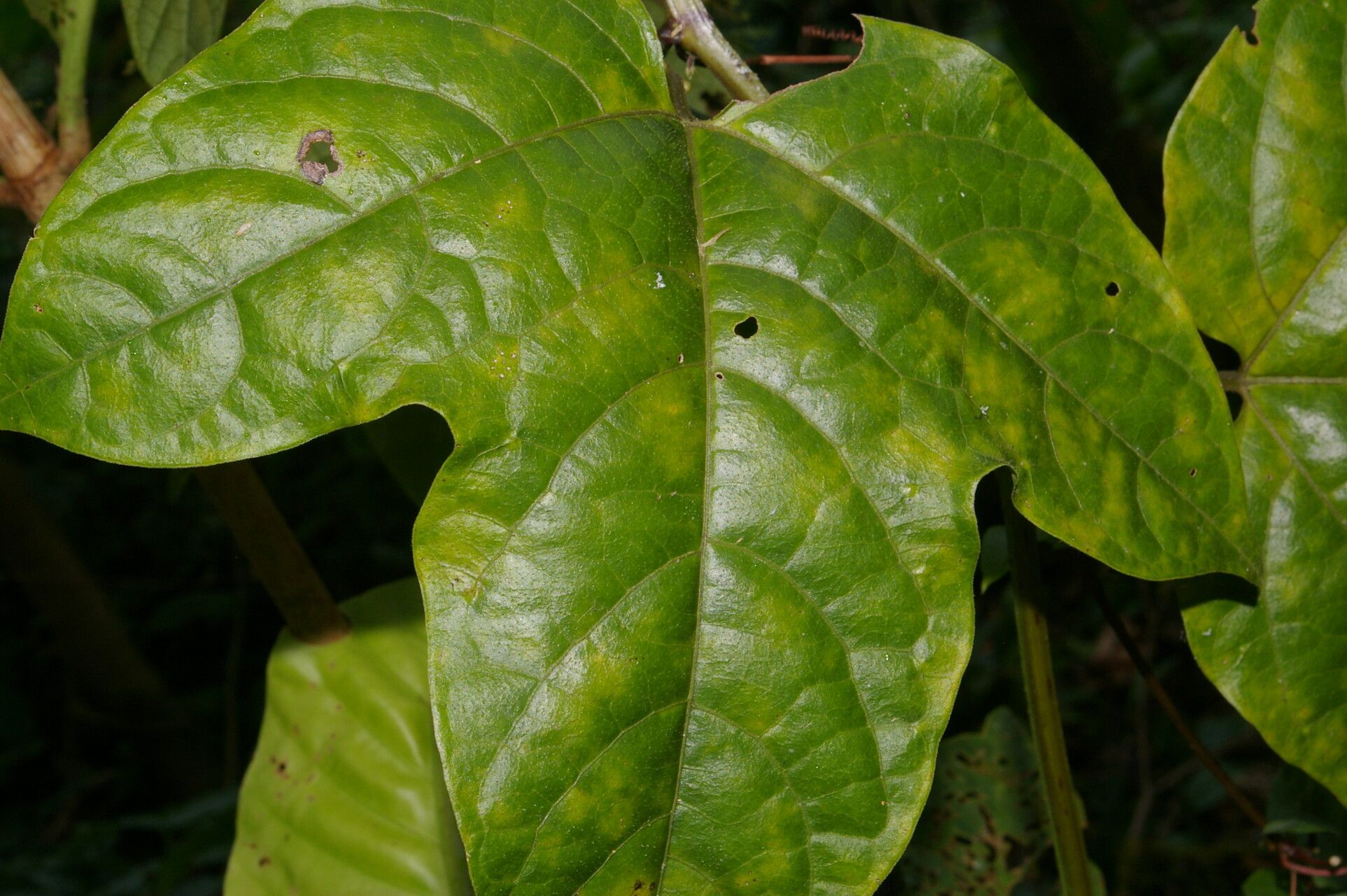 Passiflora lobata leaf
