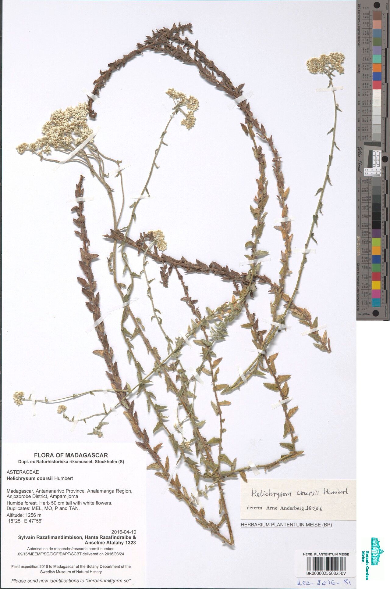 Helichrysum coursii — houseplant care guide