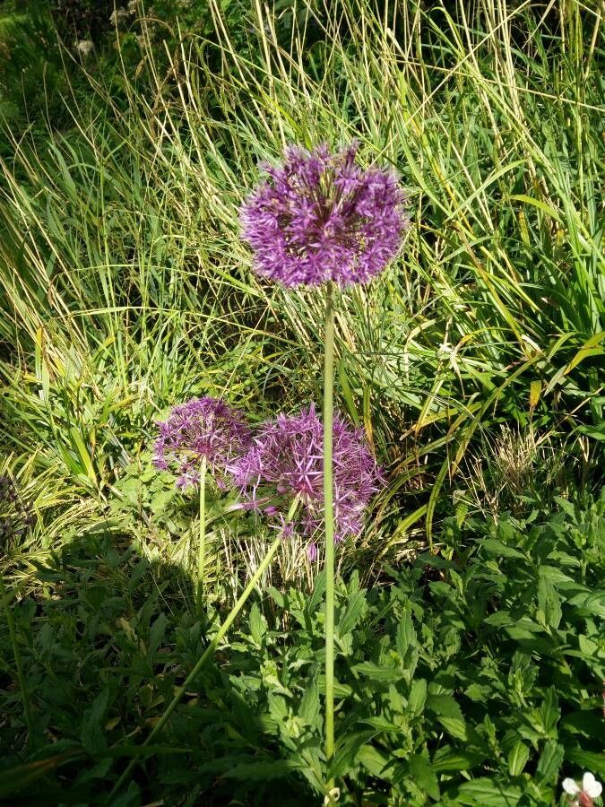 Allium aflatunense habit