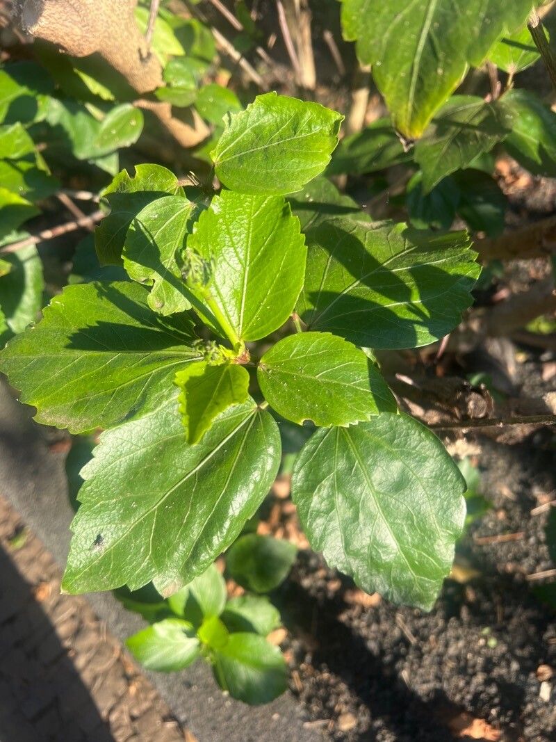 Hibiscus fragilis leaf