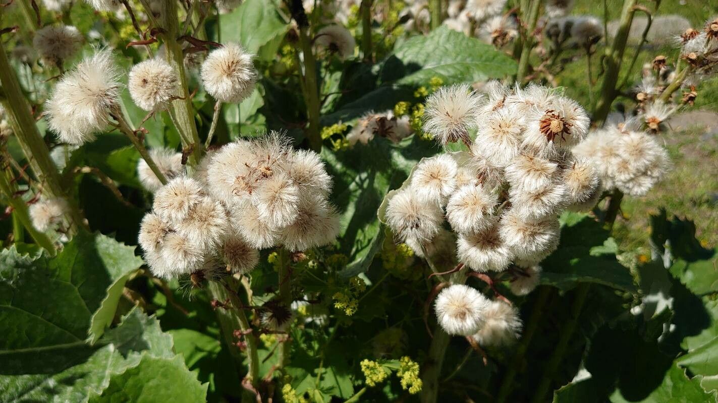 Adenostyles leucophylla fruit