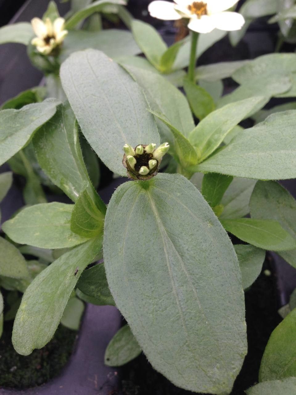 Zinnia spp. leaf