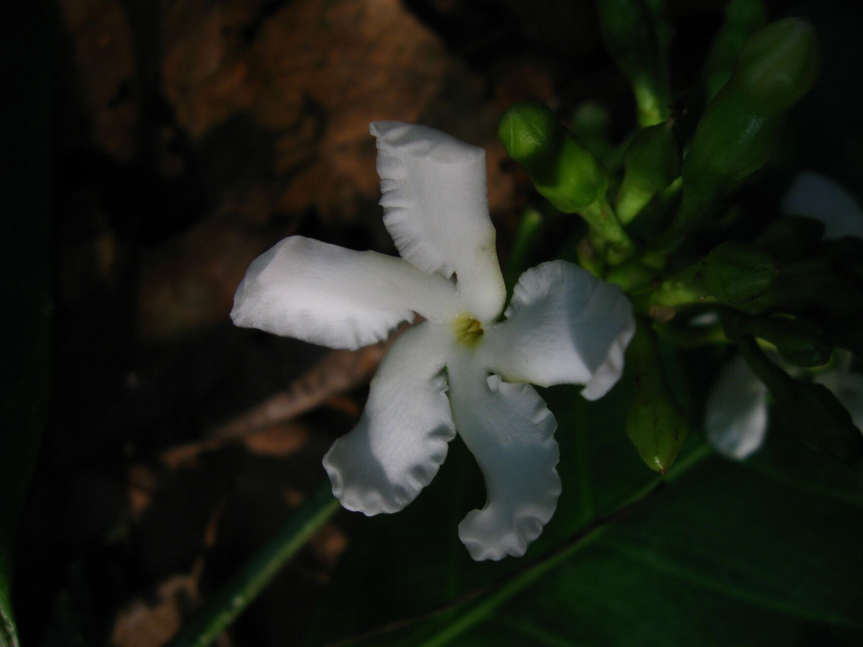 Tabernaemontana brachyantha flower