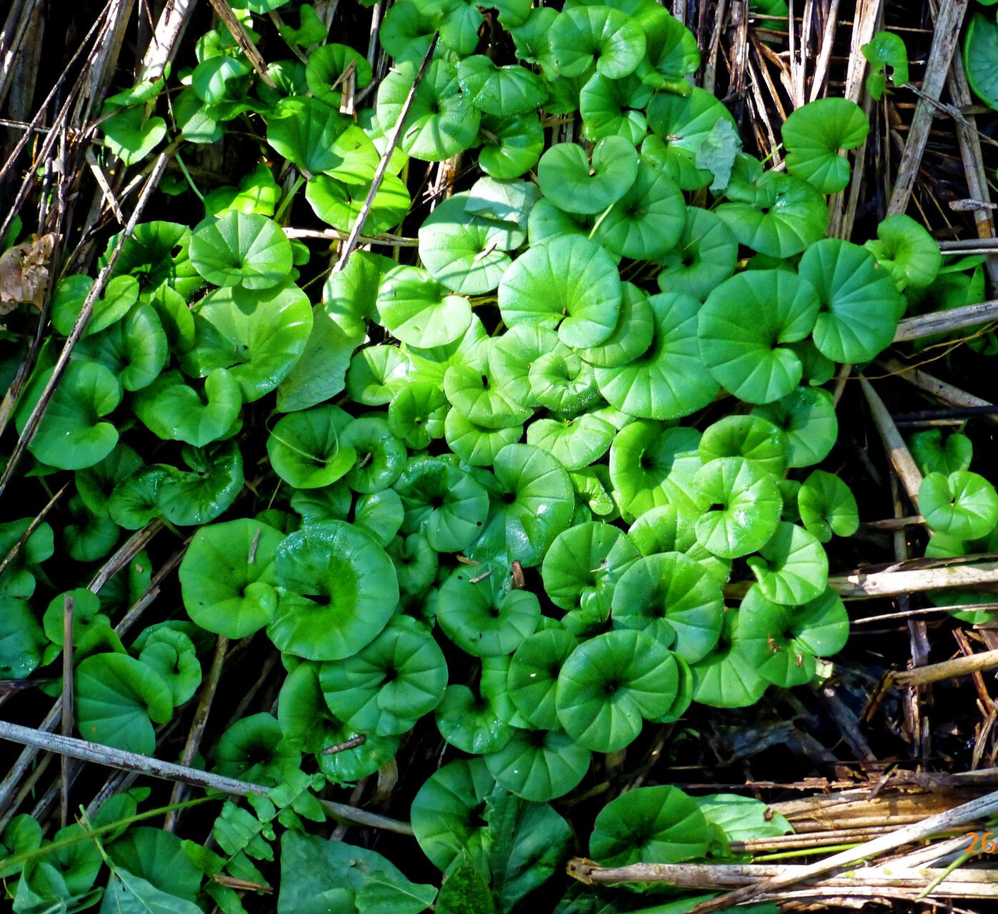 Nervilia petraea other