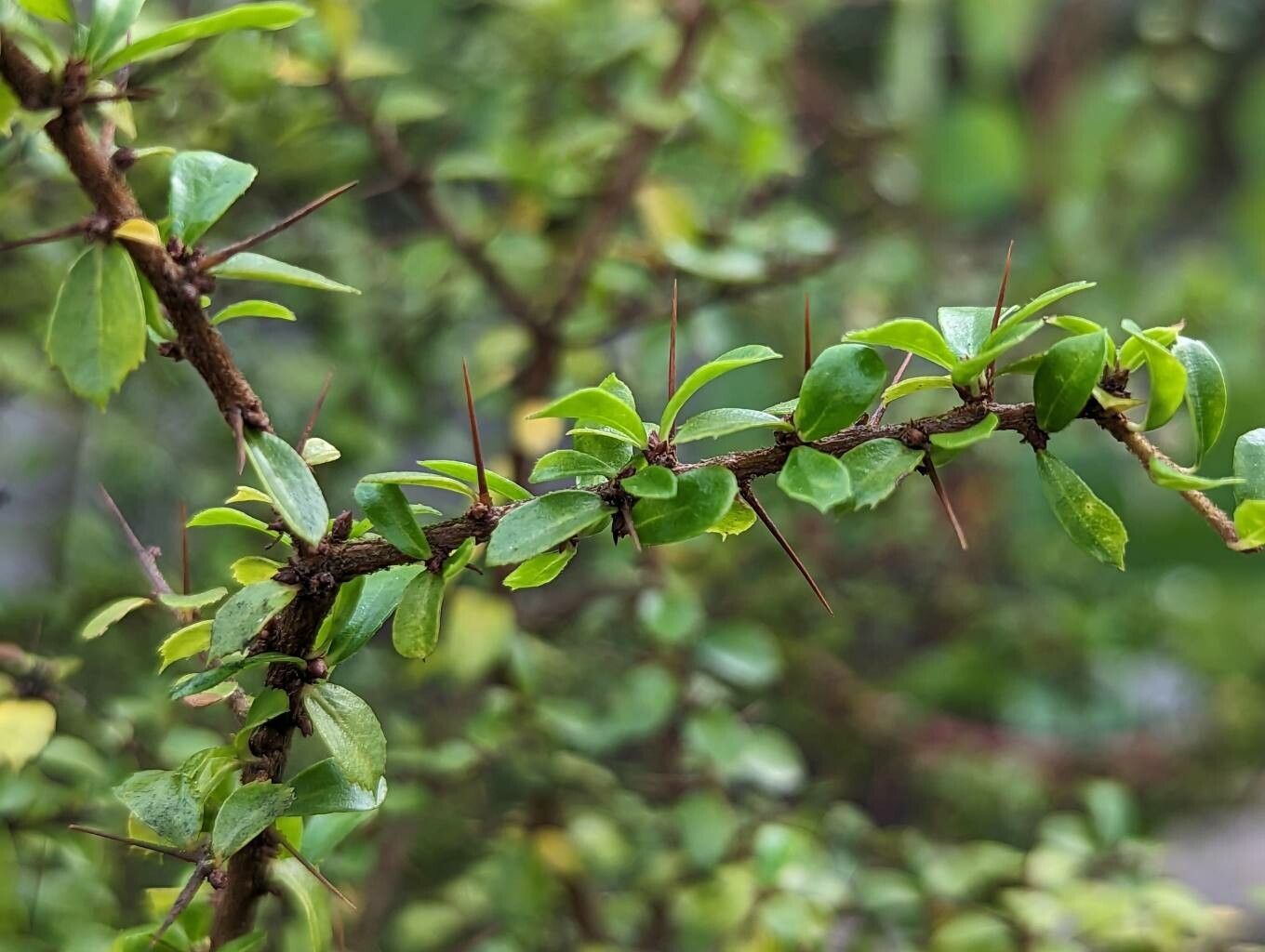 Pittosporum multiflorum leaf