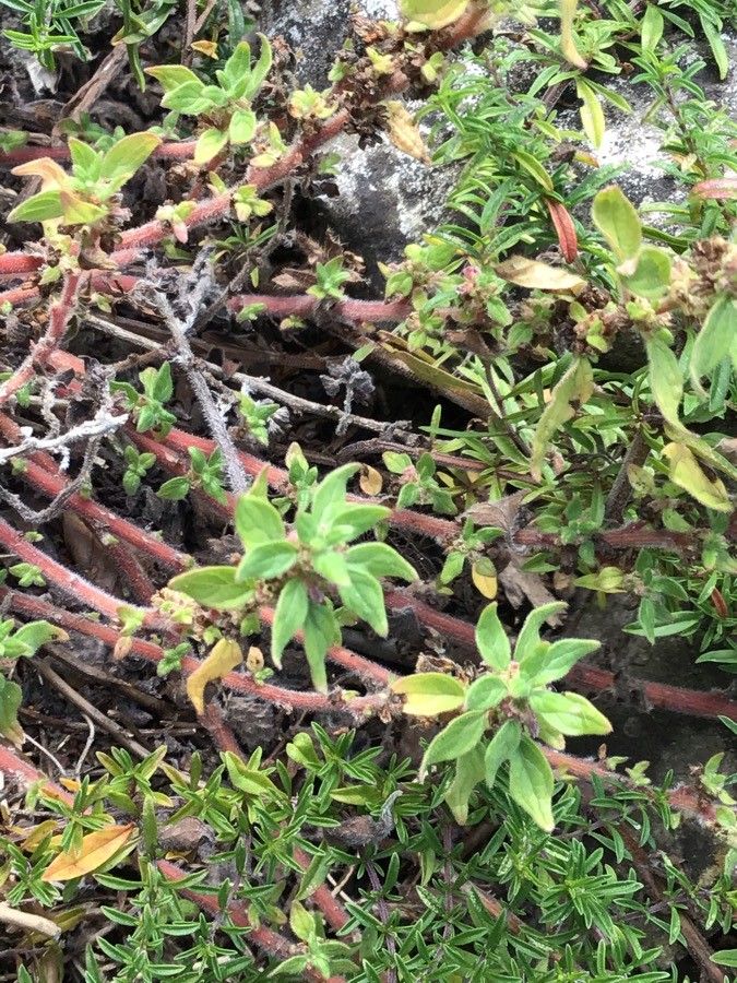 Satureja spicigera — search result for 'Satureja'