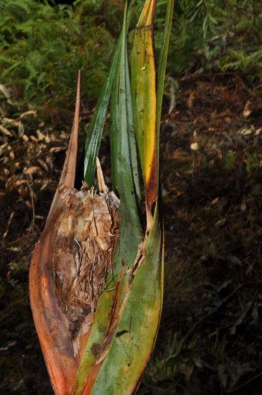 Pandanus taluucensis — houseplant care guide