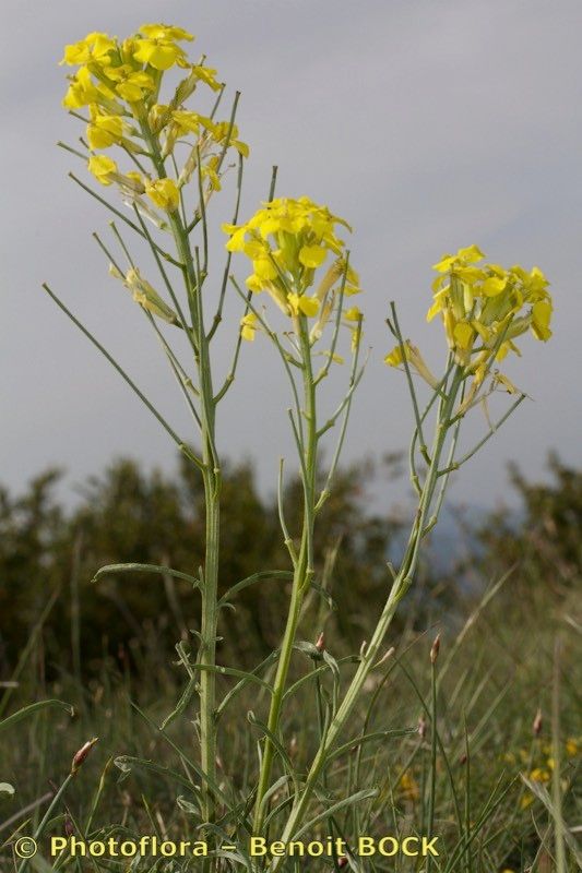 Erysimum montosicola other
