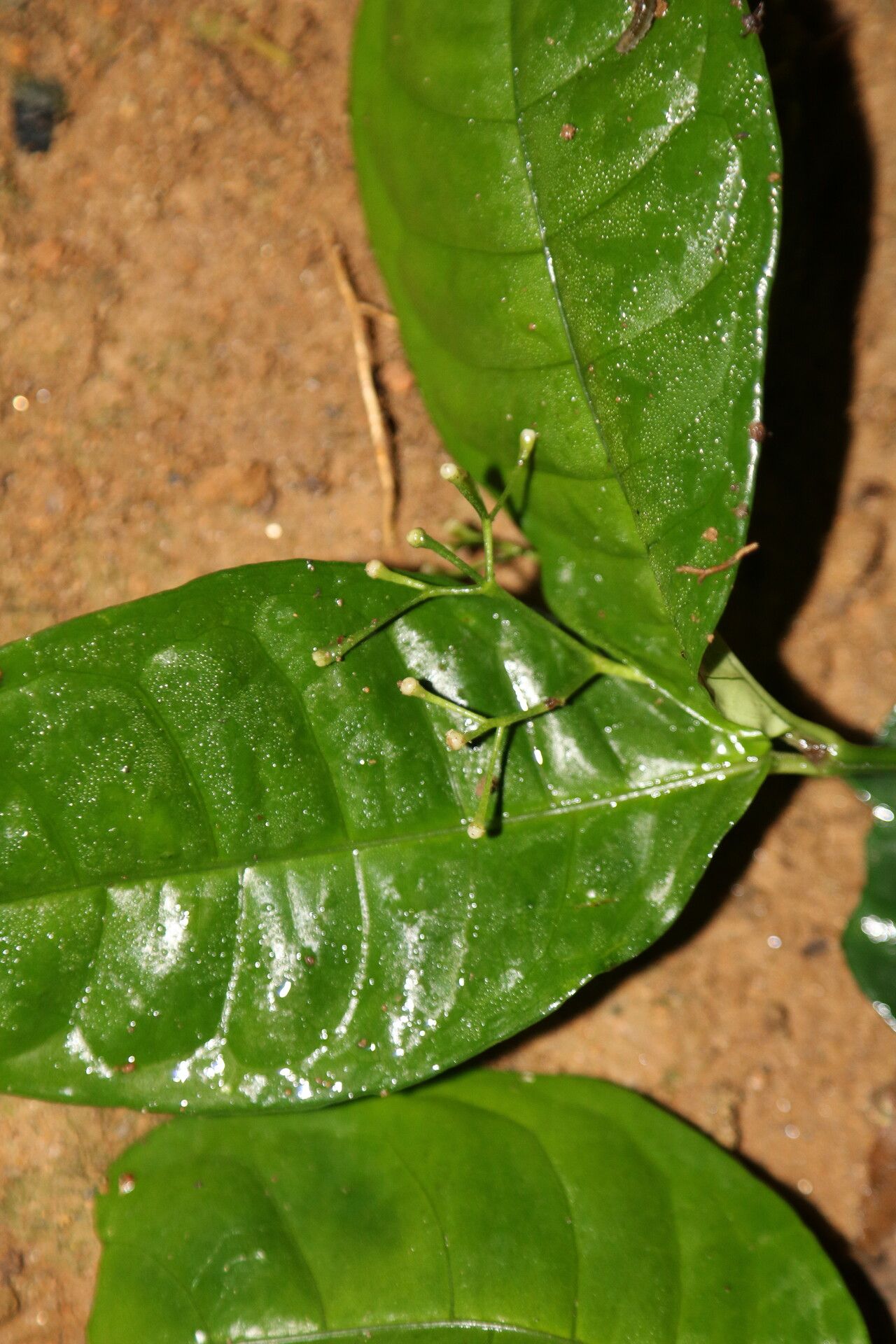 Psychotria bifaria flower