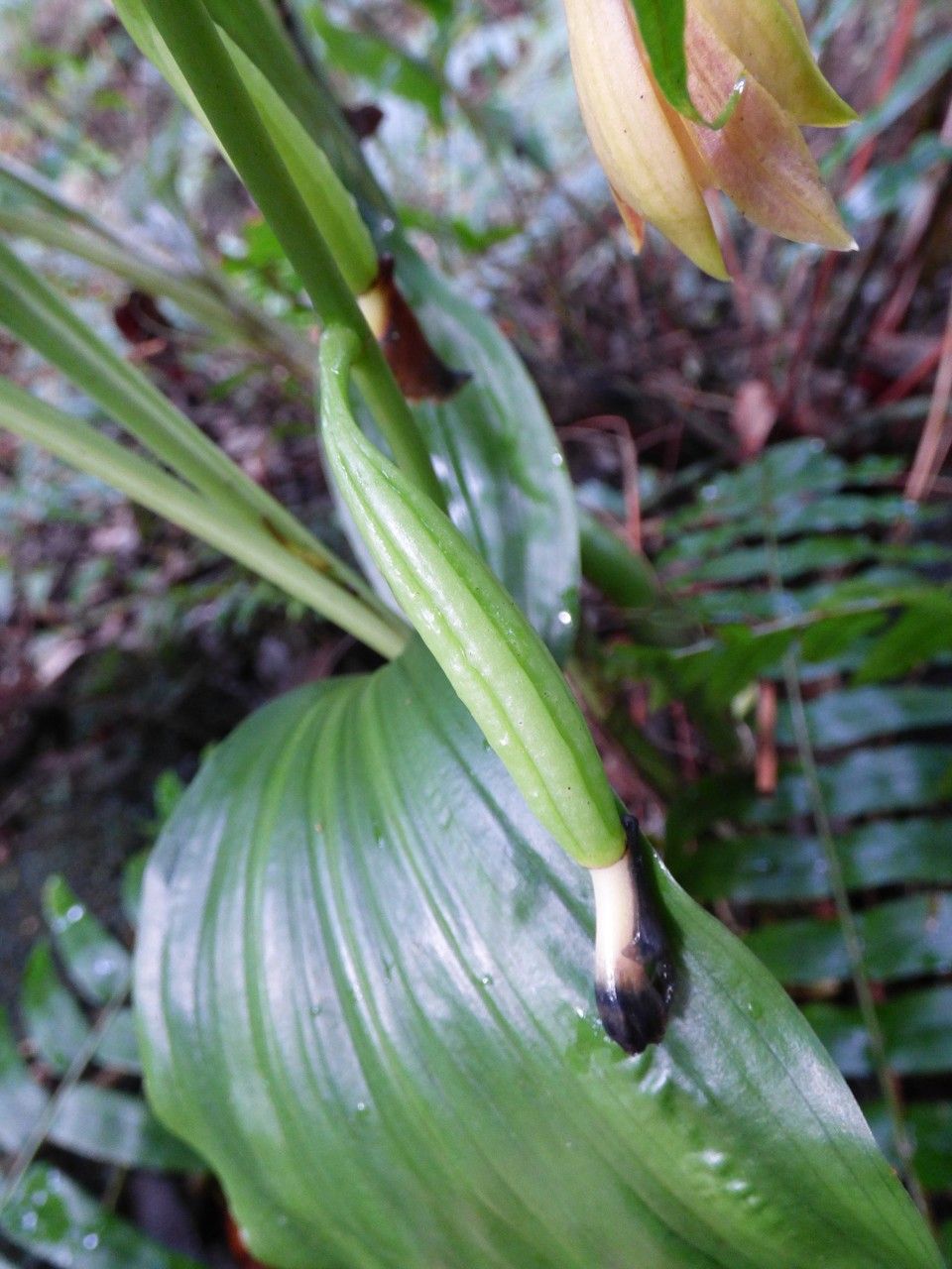 Calanthe tetragona fruit