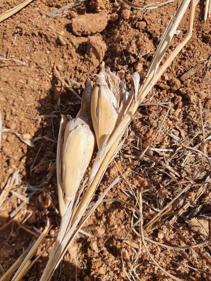 Hyparrhenia papillipes bark