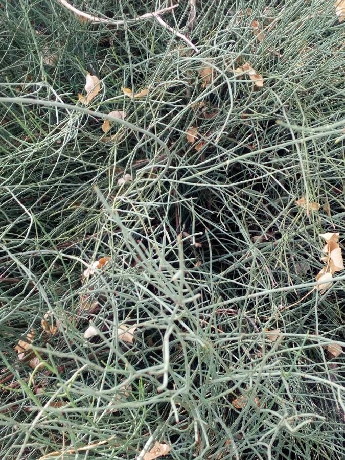 Ephedra fragilis leaf