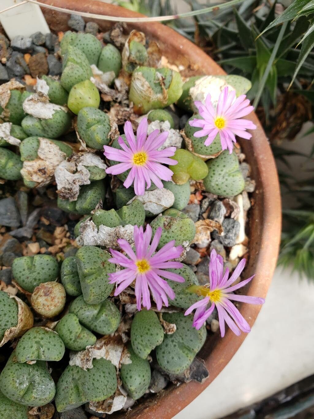 Conophytum taylorianum flower
