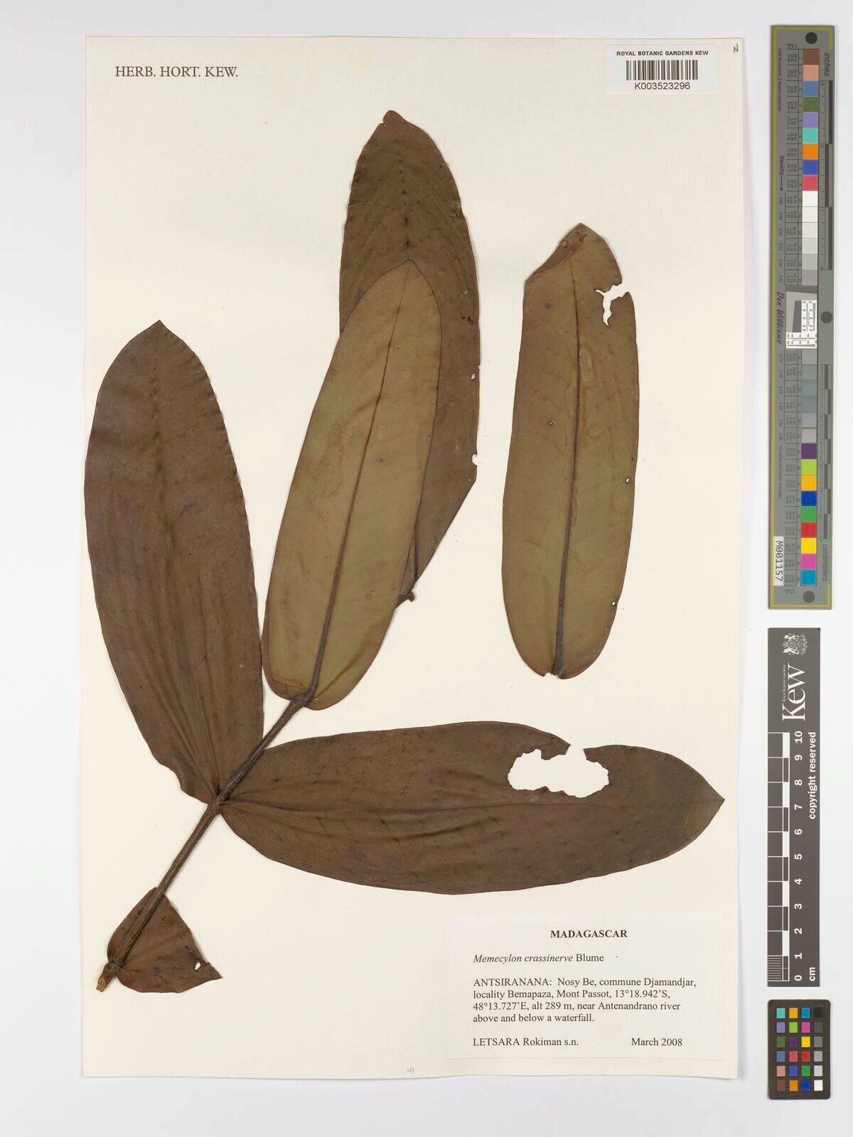 Memecylon crassinerve — houseplant care guide