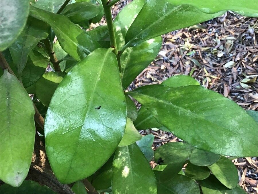 Corynocarpus laevigatus leaf