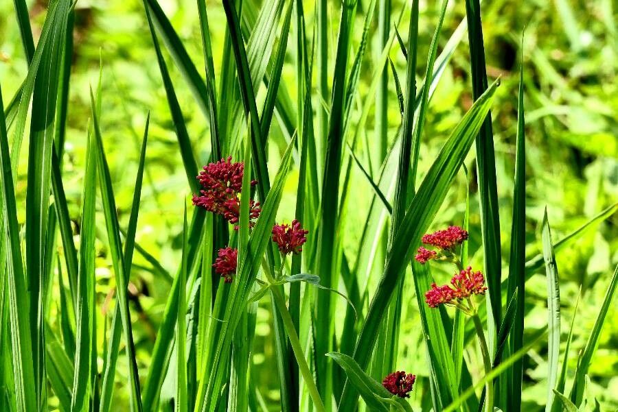 Valerianella x zoltanii — search result for 'Valerianella'