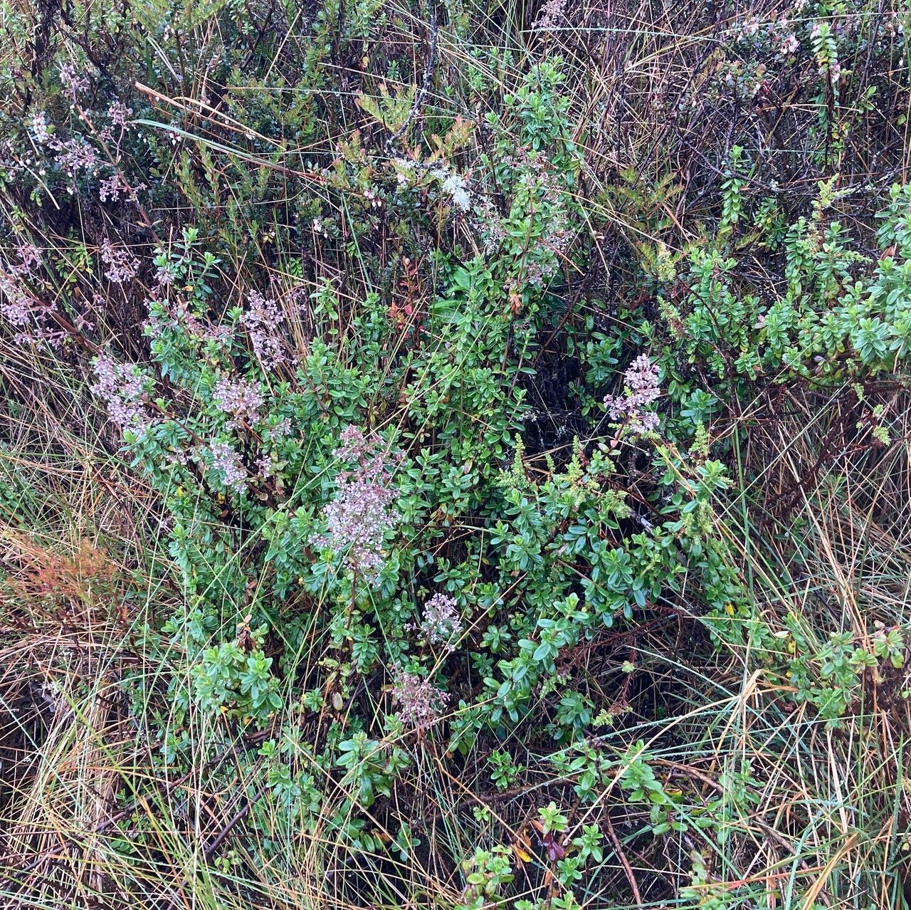 Valeriana microphylla habit
