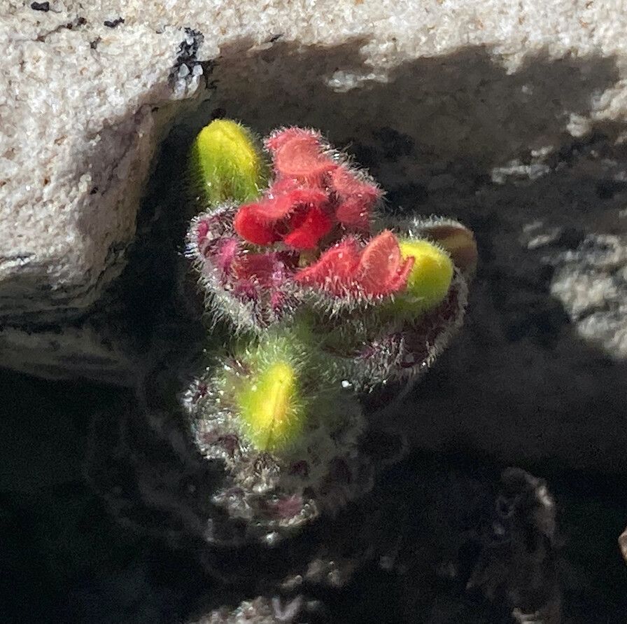 Castilleja paramensis flower