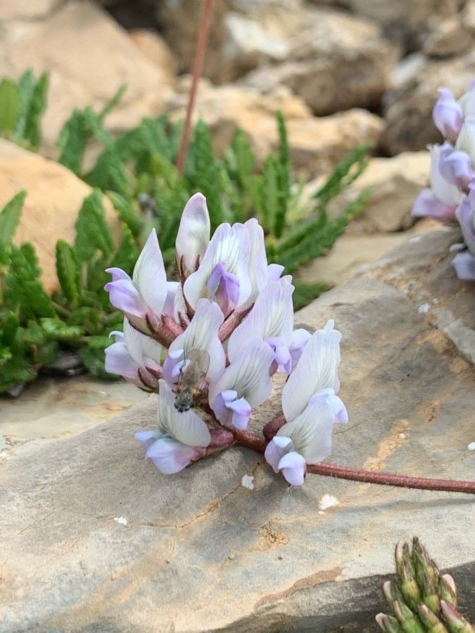 Oxytropis helvetica flower