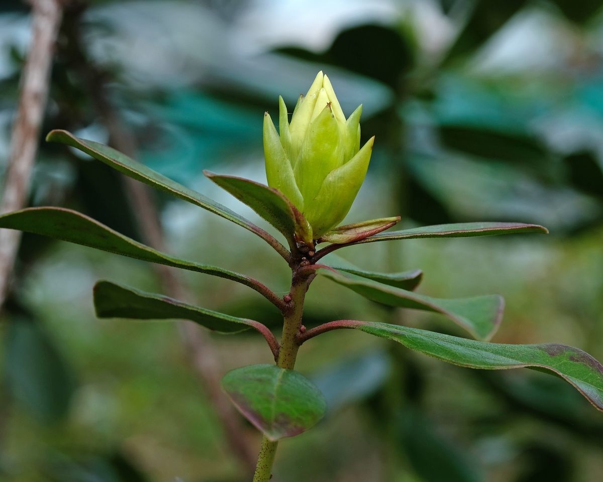 Rhododendron madulidii other