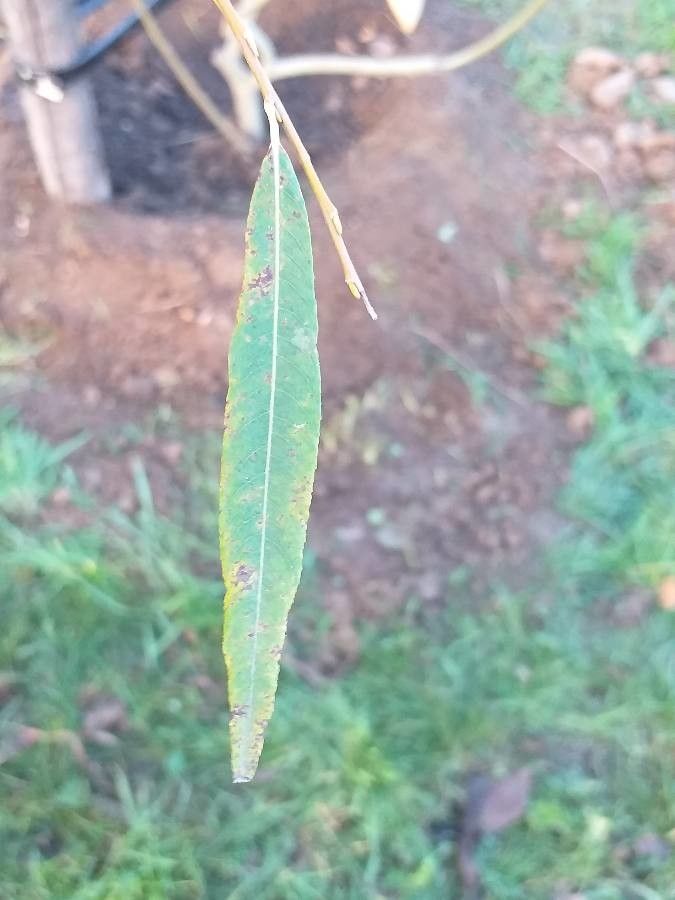 Salix miyabeana — houseplant care guide