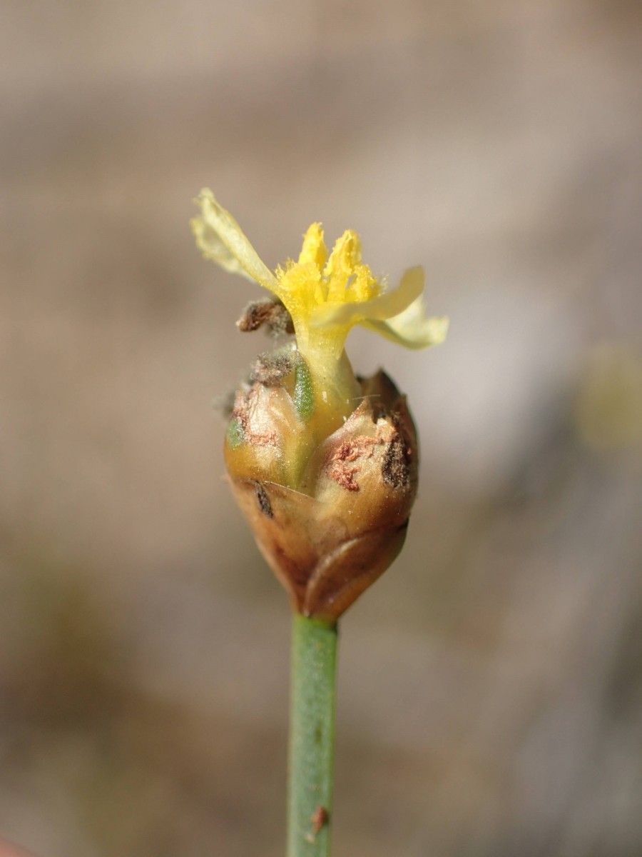Xyris barteri flower