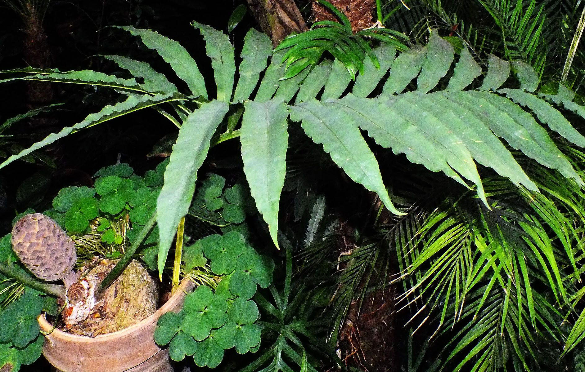 Stangeria eriopus — houseplant care guide