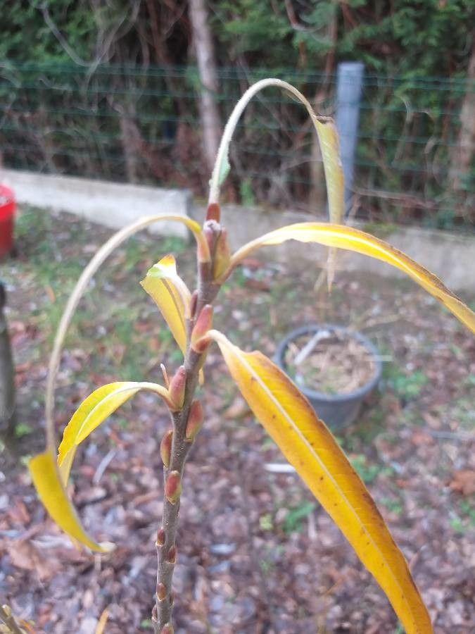 Salix schwerinii — houseplant care guide