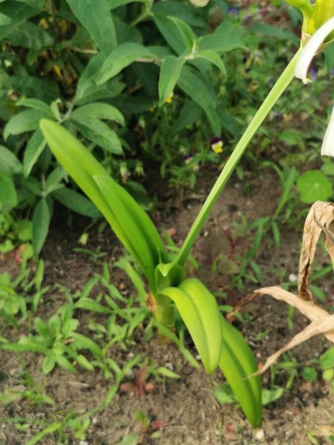 Hymenocallis liriosme leaf