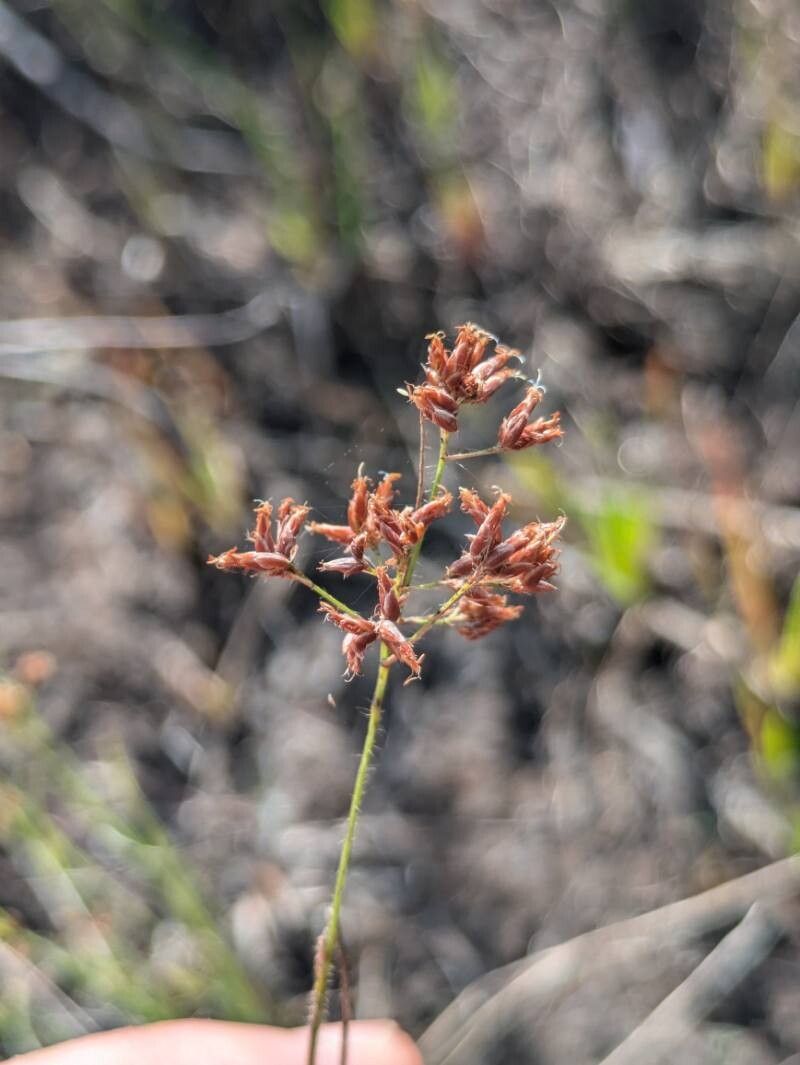 Rhynchospora hirsuta — houseplant care guide