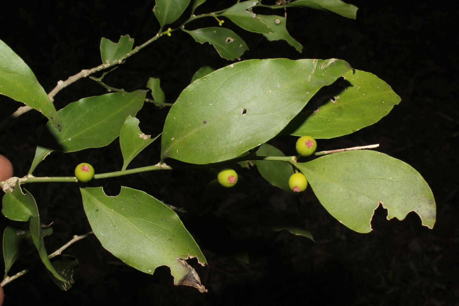Schoepfia vacciniiflora fruit