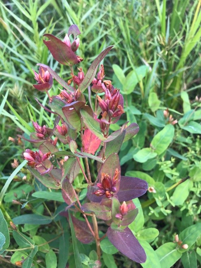 Triadenum fraseri flower
