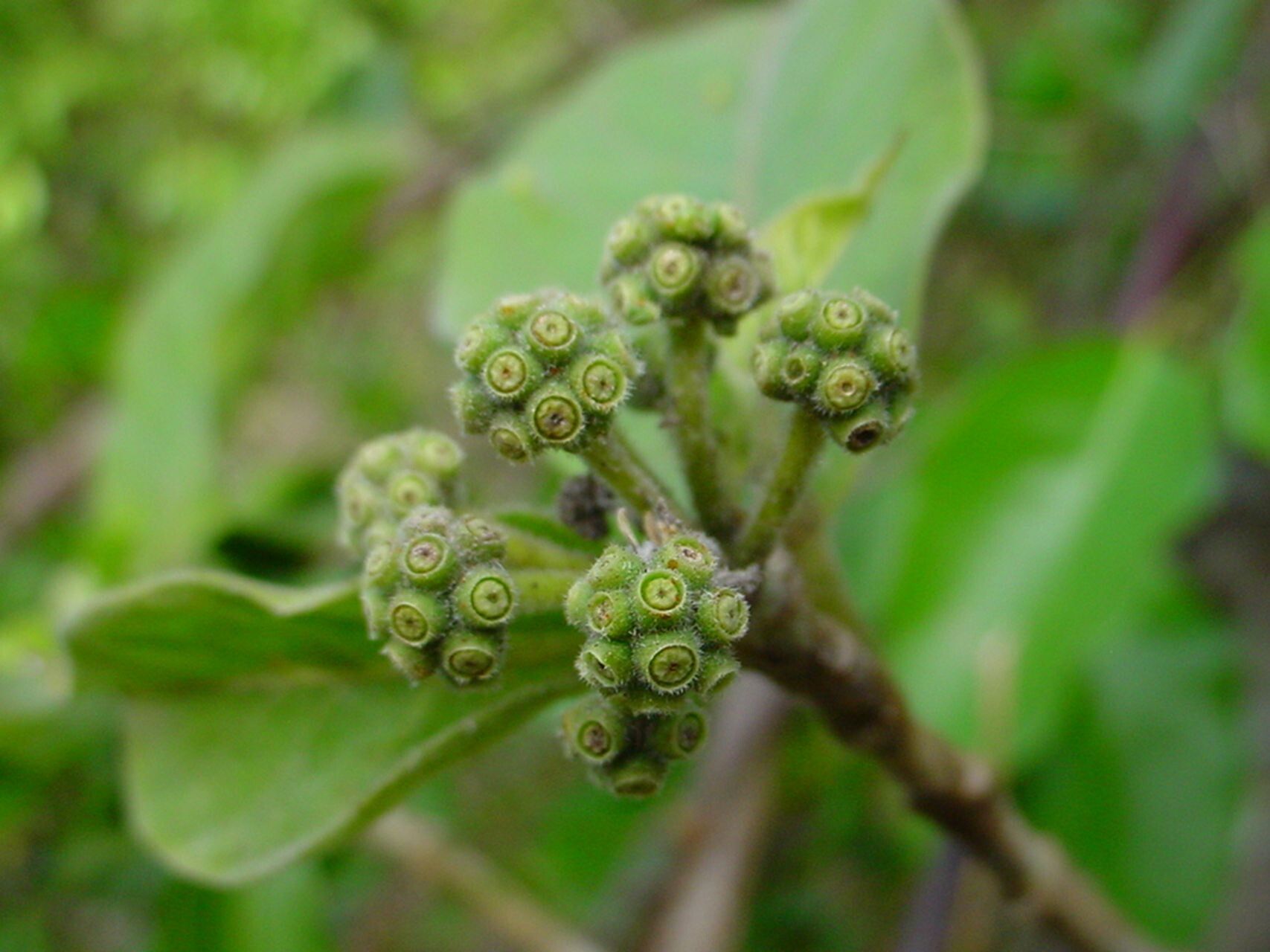 Gynochthodes mollis fruit