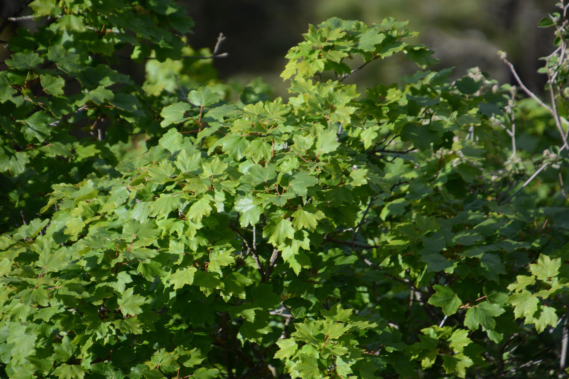 Acer granatense leaf