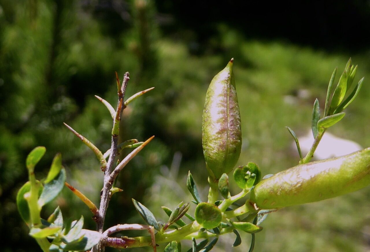 Genista anglica fruit