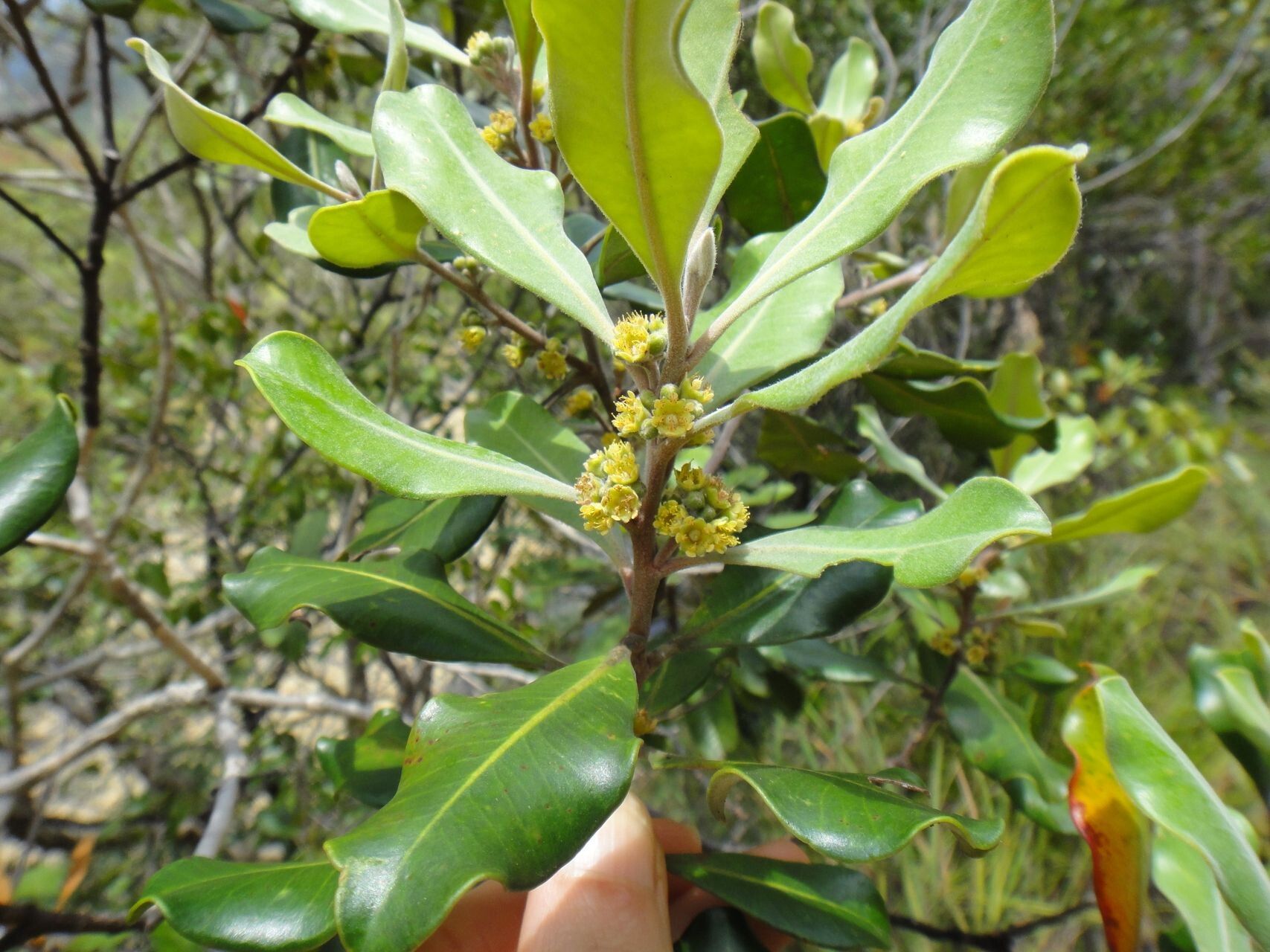 Tristaniopsis capitulata flower