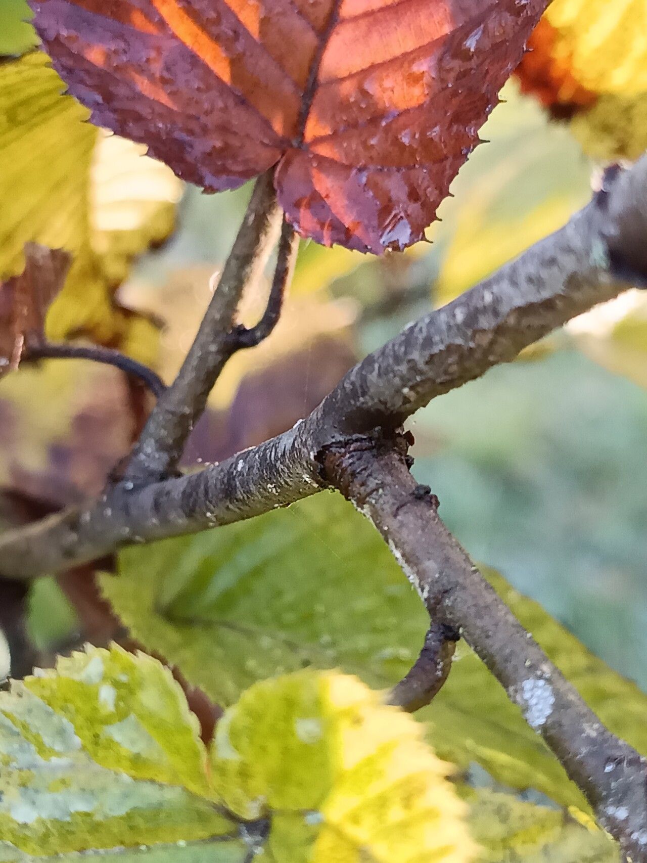 Carpinus fangiana bark