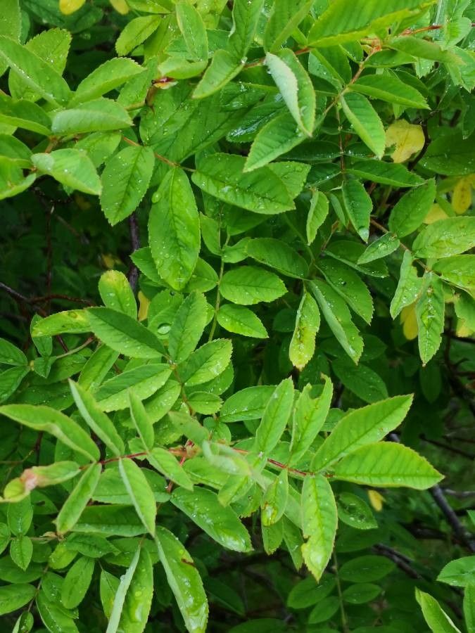 Rosa davurica — houseplant care guide